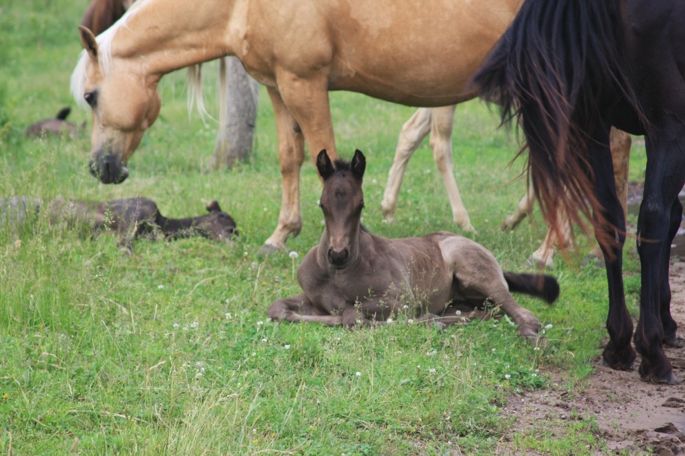 River Valley Lodge Colt Starting Competition photo