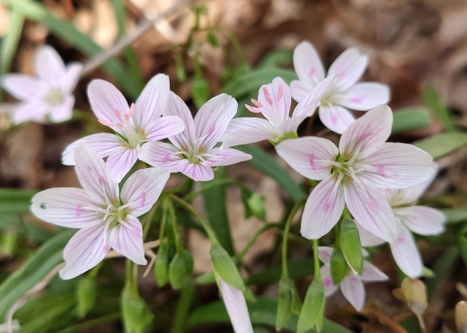 Spring Flora Wild Edible Hike photo